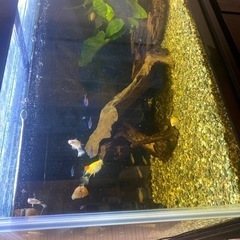 熱帯魚フルセット90センチ水槽