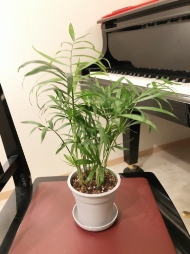 観葉植物　大きなテーブルヤシ④　40cm　グレーカラーの3.5号の鉢と受け皿付き