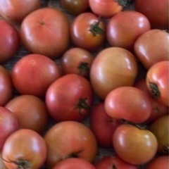 6/28分　完熟トマト 1キロ以上