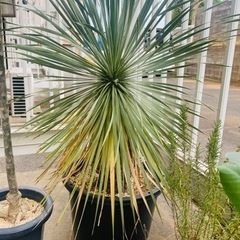 ユッカロストラータ