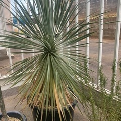 ユッカロストラータ