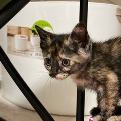 保護猫活動！ペット関係のYouTubeやブログ、写真加工のお手伝いをしていただける方募集 - 手伝って/助けて