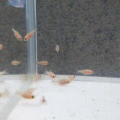 金魚10匹セット 自家繁殖 杭田鮒金(くいたふなきん)白系