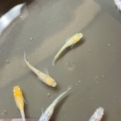 メダカ　夜桜ラメ　成魚10 匹値下げ