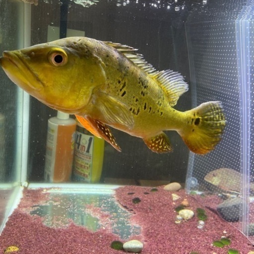 キクラ ケルベリー30センチ越え