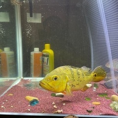 キクラ　ケルベリー３０センチ越え キクラ ケルベリー30センチ越え