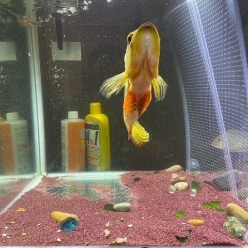 キクラ ケルベリー30センチ越え