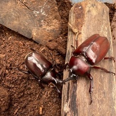 ★売れました★7/10〜お取引可能！国産（京都産）カブトムシ【オ...