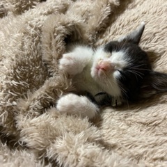 急募　生後2ケ月位の子猫です − 青森県