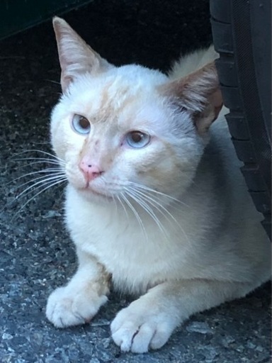 シャム系のクリーム色の猫ちゃん ぶり 姪浜の猫の里親募集 ジモティー