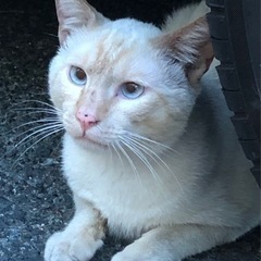シャム系のクリーム色の猫ちゃん