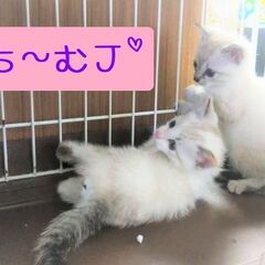 超☆子猫ラッシュ!! in小牧☆保護猫の譲渡会2022年7月2日...