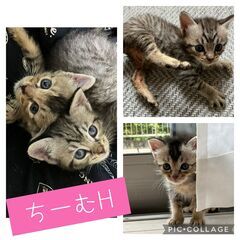 超☆子猫ラッシュ!! in瀬戸☆保護猫の譲渡会2022年7月2日...