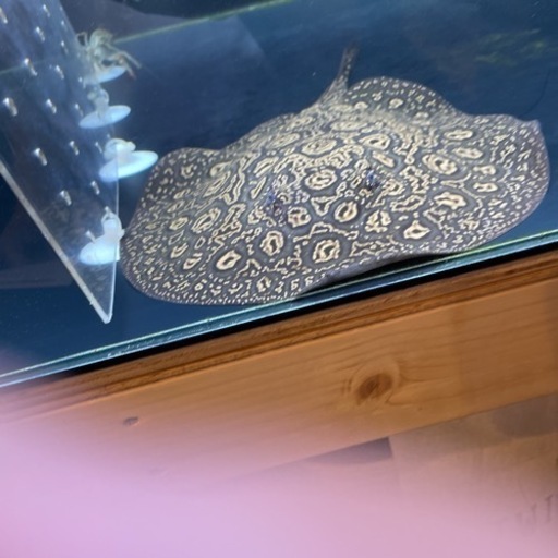 熱帯魚