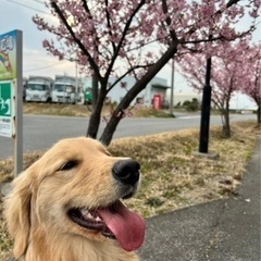 犬友募集（とくに大型犬）