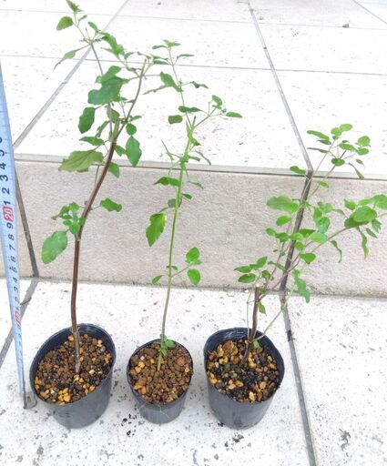 チェリーセージ挿し木苗 7 5cmポット １ なめこふ 高槻のその他の中古あげます 譲ります ジモティーで不用品の処分