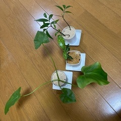 観葉植物3つセット