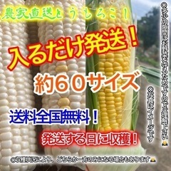 農家直送とうもろこし約６０サイズ 入るだけ予約開始コメントくださ...