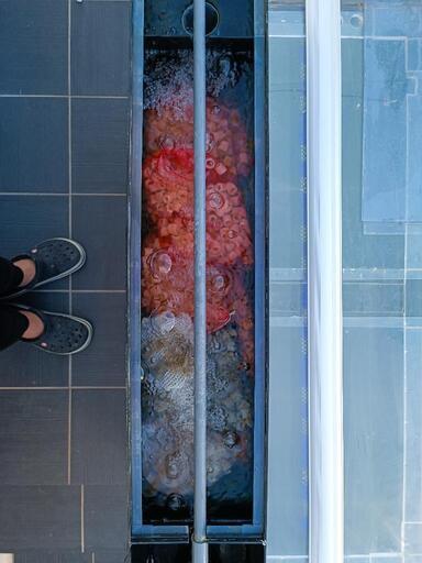 取引中】大型水槽(横1,200×奥600×縦450) フルセット アロワナ アクアリウム