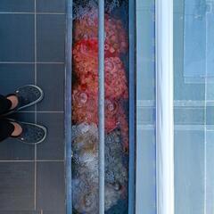  【取引中】大型水槽(横1,200×奥600×縦450)　フルセット　アロワナ　アクアリウム

