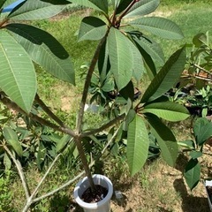 プルメリア　中型　花木　植物