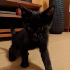 可愛い黒猫2.5ヶ月