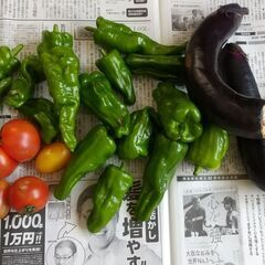 朝採り　夏野菜　傷ものおつとめ品