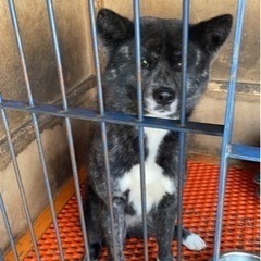 東京都のその他 犬 の里親募集 ジモティー