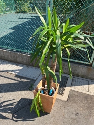 深田園芸 観葉植物 青年の樹 ユッカ 高さ約120cm