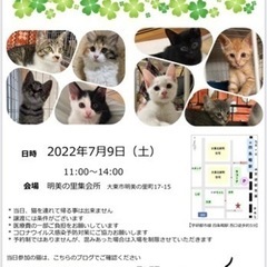 四条畷駅　子猫だらけの譲渡会