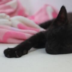 【お話中】🎉黒猫🎉生後2ヶ月 - 猫