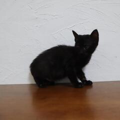 【お話中】🎉黒猫🎉生後2ヶ月 − 福岡県