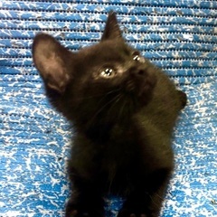 小粒な可愛い黒猫ちゃんです♪