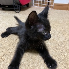 1か月ぐらいの黒猫の男の子