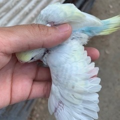 セキセイインコ雛います😌