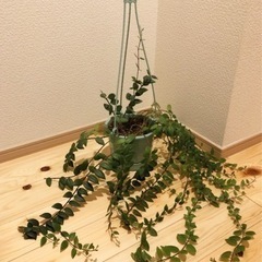 観葉植物　エスキナンサス　70cm　5号の吊り下げ鉢付き