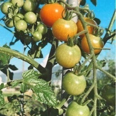 無農薬トマト 10コ