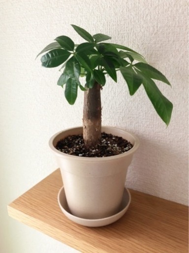38 割引 はこぽす対応商品 観葉植物 パキラ 24cm グレーカラーの3 5号の鉢と受け皿付き 植物 観葉植物 インテリア小物 Lbgcpas Com