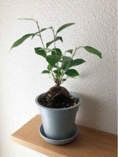 38 割引 はこぽす対応商品 観葉植物 パキラ 24cm グレーカラーの3 5号の鉢と受け皿付き 植物 観葉植物 インテリア小物 Lbgcpas Com 38 割引 はこぽす対応商品 観葉植物 パキラ 24cm グレーカラーの3 5号の鉢と受け皿付き 植物 観葉植物 インテリア小物 Lbgcpas Com