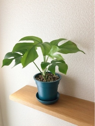 観葉植物　ヒメモンステラ　25cm　ブルーカラーの3.5号の鉢と受け皿付き