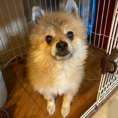 ポメラニアン3歳🐶里親になってくれる方を探しています