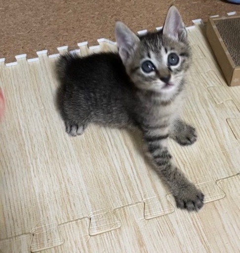 保護猫生後2ヶ月メスの子猫ちゃん お取引き中 Irodori 淡路の猫の里親募集 ジモティー
