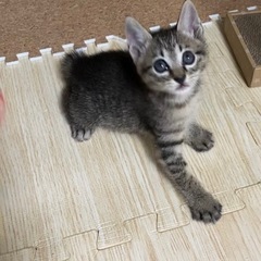 保護猫　生後2ヶ月　メスの子猫ちゃん《お取引き中》