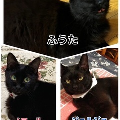 可愛い黒猫3匹います！