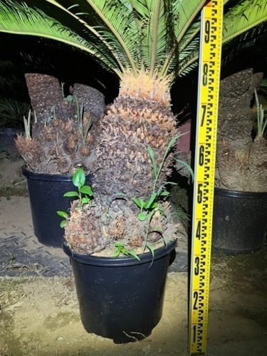 ソテツ 曲がり 税込