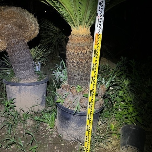 ソテツ 曲がり 税込