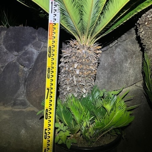 ソテツ 曲がり 税込