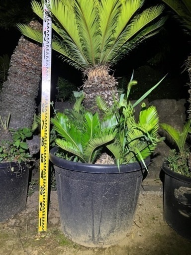 ソテツ 曲がり 税込