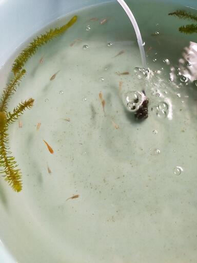 増え過ぎたメダカ飼ってくださる方お願いします アン 安房勝山のその他の助け合い ジモティー