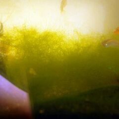 ☘️水藻☘️メダカの自然産卵床☘️